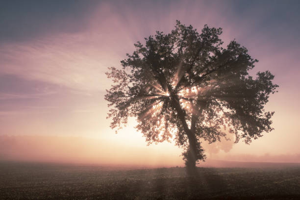 istock Single tree in the fog 1333165479
