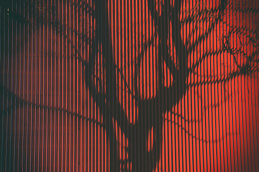 Tree branches shadow on red wall background, urban abstract concept