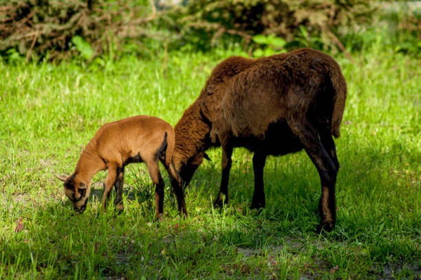 istock A young Cameroon sheep grazing in a green meadow. 1333165768
