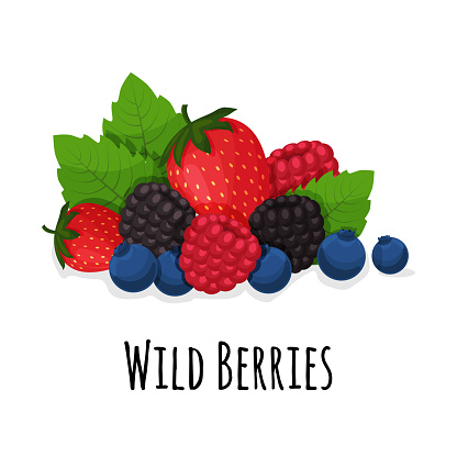 Ripe forest berries. Strawberry, blackberry, raspberry, blueberry and green leaves. Cartoon wild berries, vector illustration isolated on white background. Vector illustration