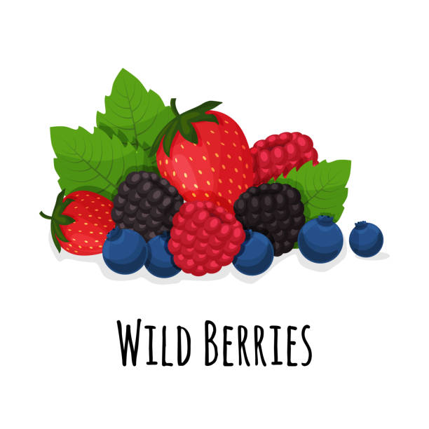 Ripe forest berries. Strawberry, blackberry, raspberry, blueberry and green leaves. Cartoon wild berries, vector illustration isolated on white background. Vector illustration Ripe forest berries. Strawberry, blackberry, raspberry, blueberry and green leaves. Cartoon wild berries, vector illustration isolated on white background. Vector illustration berry stock illustrations