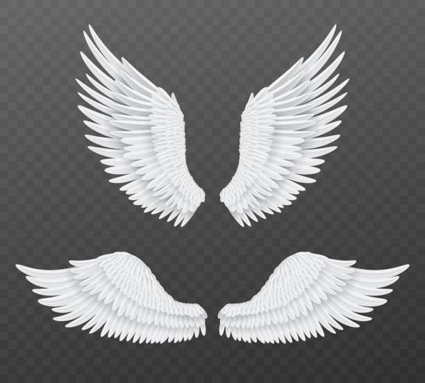 stockillustraties, clipart, cartoons en iconen met realistic wings. beautiful isolated angel wings, pair of 3d birds white feathers, freedom and spiritual symbols flight animals parts. heaven angelic design element vector set - engel