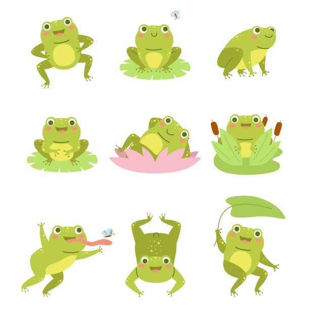 ilustrações de stock, clip art, desenhos animados e ícones de cute frogs. lotus flowers and funny cartoon toad character, different poses aquatic reptile, wild fauna, happy frogling in reeds. beautiful amphibian mascot. vector cartoon set - bullfrog frog amphibian wildlife