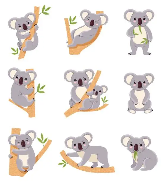 Vector illustration of Cute koala. Funny australia animals collection, fluffy gray mini bear in different poses, mom and baby, eucalyptus trees with mammals characters. Adorable mascot vector cartoon flat isolated set