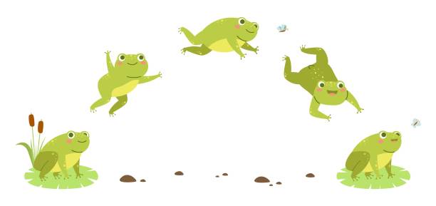 Frog Jump Funny Toad Step Hop Sequences Amphibian Character Moving Animation  Phases Jumping Water Animal 2d Storyboard Aquatic Reptile Mascot Vector  Cartoon Isolated Concept - Arte vetorial de stock e mais imagens