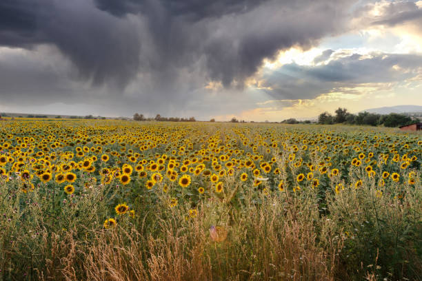 istock Sunflower field with beautiful sunset and cloudscape 1333167736