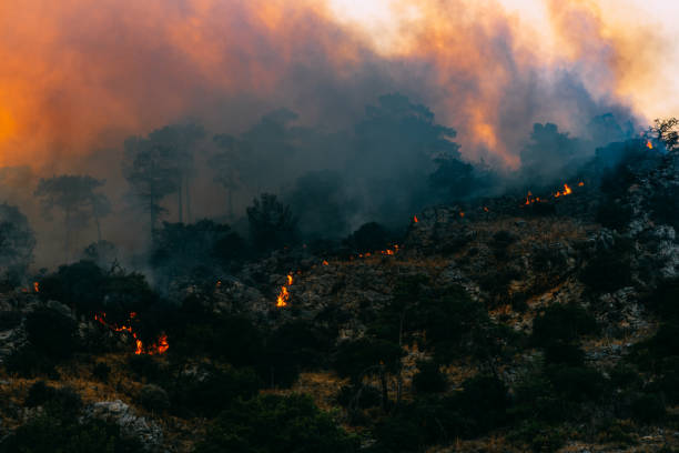 istock Huge Forest Fire in Red Pine Forests 1333169142