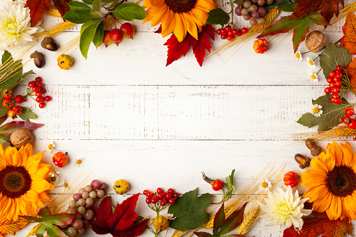 Autumn frame with wheat ears, sunflowers, leaves and berries on white wooden table. Flat lay, copy space. Concept of fall harvest or Thanksgiving day.