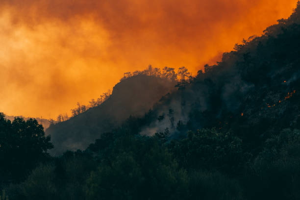 istock Huge Forest Fire in Red Pine Forests 1333170680