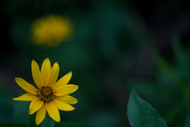 istock Single yellow flower close up 1333171782