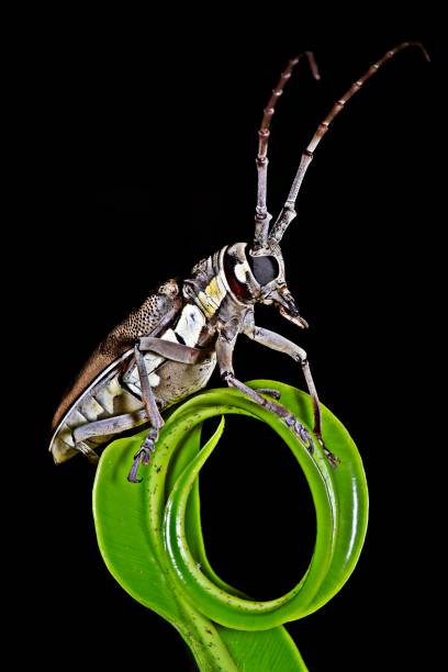 Cute beetle on a dry leaf
