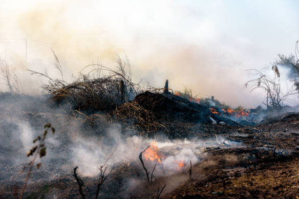 istock Fire flame burning garbage spreads over the grassy forest while emitting smoke air pollution, Air pollution concept. Focusing on bonfire. 1333172115