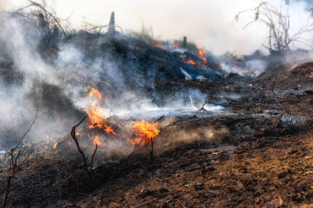 istock Fire flame burning garbage spreads over the grassy forest while emitting smoke air pollution, Air pollution concept. Focusing on bonfire. 1333172118