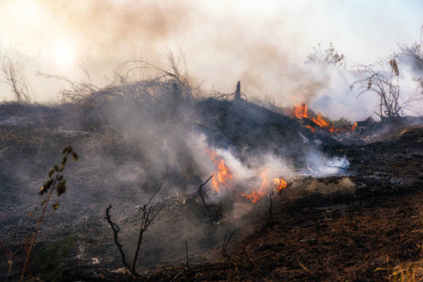 istock Fire flame burning garbage spreads over the grassy forest while emitting smoke air pollution, Air pollution concept. Focusing on bonfire. 1333172132