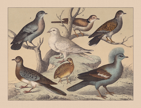 Pigeons (Columbidae): a) Stock dove (Columba oenas); b) Crop pigeon (Columba gutturosa); c) Passenger pigeon (Ectopistes migratorius, extinct); d) African collared dove (Streptopelia roseogrisea risoria); e) European turtle dove (Streptopelia turtur); f) Western crowned pigeon (Goura cristata); g) Common quail (Coturnix coturnix). Hand-colored chromolithograph, published in 1882.