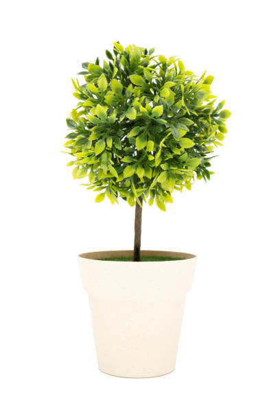 istock FakeTree decoration in a pot isolated in white background. 1333175140