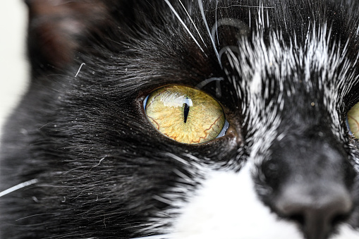 closeup of a cat eye an snout with black and white fur