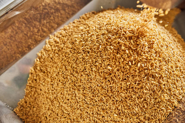 istock Pile of golden wheat grains in the container 1333175458