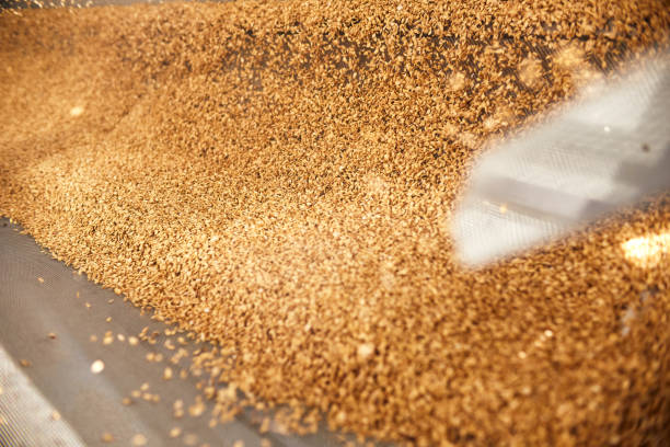 istock Golden wheat grains sorting and drying in the machine 1333175547