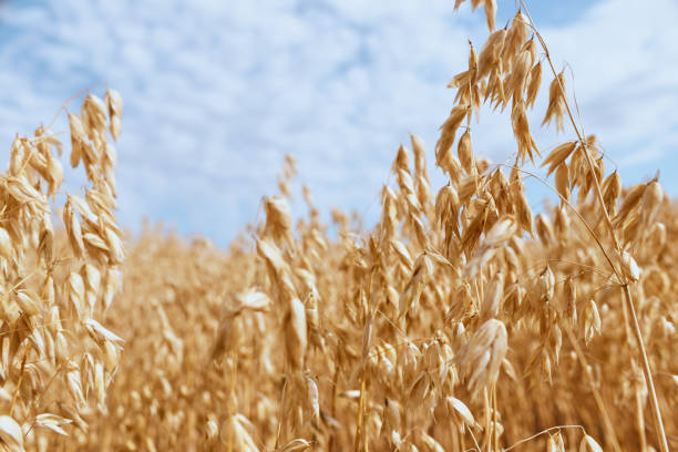 istock Golden wheat stems growing in the field 1333175548
