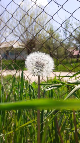 istock The flower of desires 1333175842
