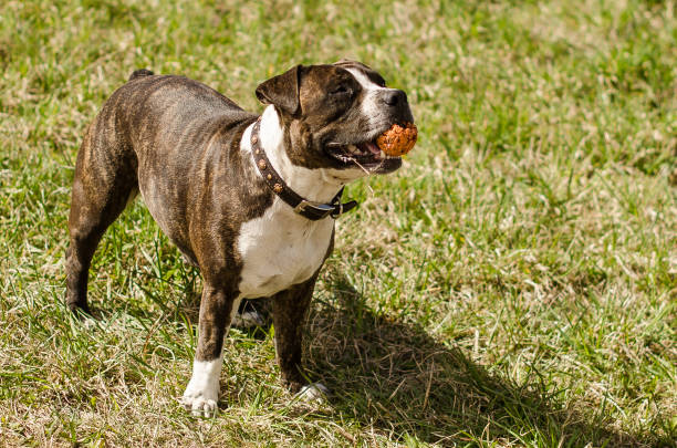 American Staffordshire Terrier or the Amstaff dog, female, standing with a ball in his mouth American Staffordshire Terrier or the Amstaff dog, female, standing with a ball in his mouth. american stafford pitbull dog stock pictures, royalty-free photos & images