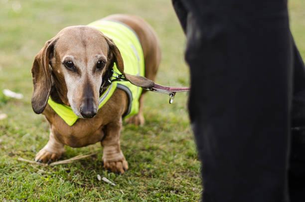 istock Brown dachshund dog with reflective vest 1333175982