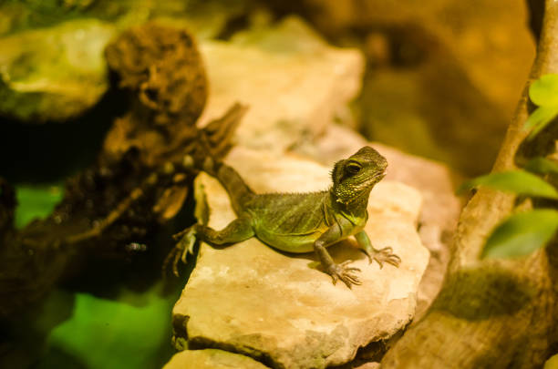 istock The little lizard is standing and watching 1333176019