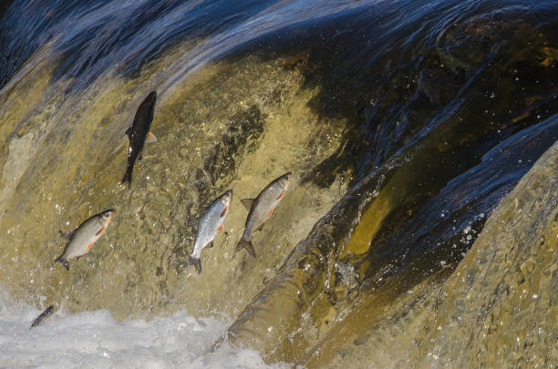 istock Fishes go for spawning upstream. Vimba jumps over waterfall on the Venta River. Kuldiga, Latvia 1333177256