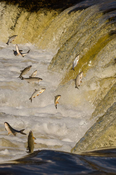istock Fishes go for spawning upstream. Vimba jumps over waterfall on the Venta River. Kuldiga, Latvia 1333177462