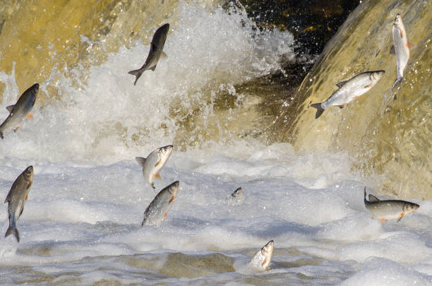 istock Fishes go for spawning upstream. Vimba jumps over waterfall on the Venta River. Kuldiga, Latvia 1333177533