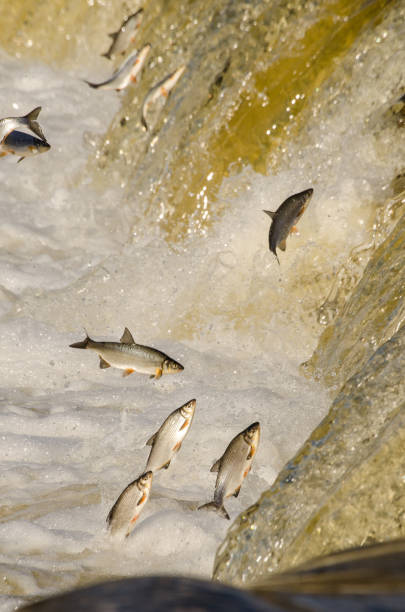 istock Fishes go for spawning upstream. Vimba jumps over waterfall on the Venta River. Kuldiga, Latvia 1333177541