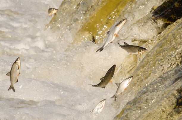 istock Fishes go for spawning upstream. Vimba jumps over waterfall on the Venta River. Kuldiga, Latvia 1333177546
