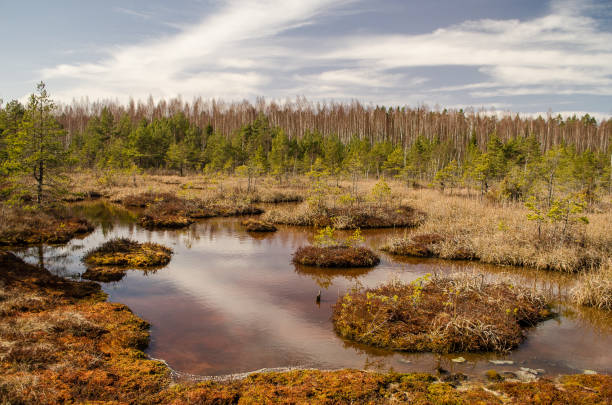 istock Sulfur ponds in swamp, Kemeri, Latvia 1333177564