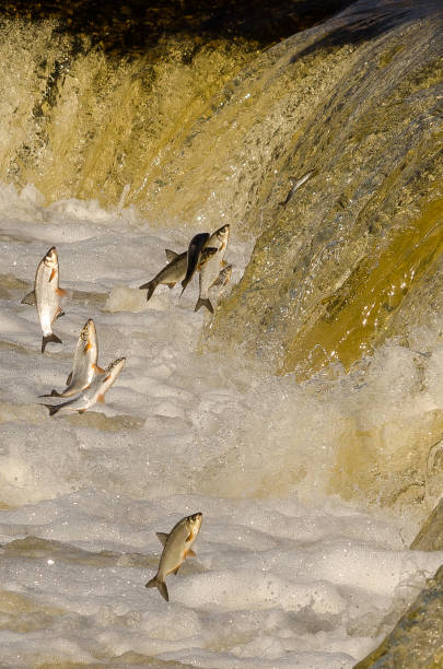 istock Fishes go for spawning upstream. Vimba jumps over waterfall on the Venta River. Kuldiga, Latvia 1333177585