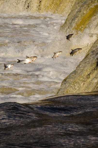 istock Fishes go for spawning upstream. Vimba jumps over waterfall on the Venta River. Kuldiga, Latvia 1333177598