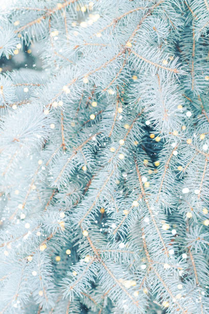 Vertical photo of blue Christmas tree background outdoor with snow, lights bokeh around, and snow falling, Christmas atmosphere stock photo