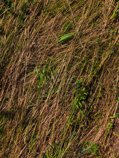 istock Grunge texture of dry grass 1333177858