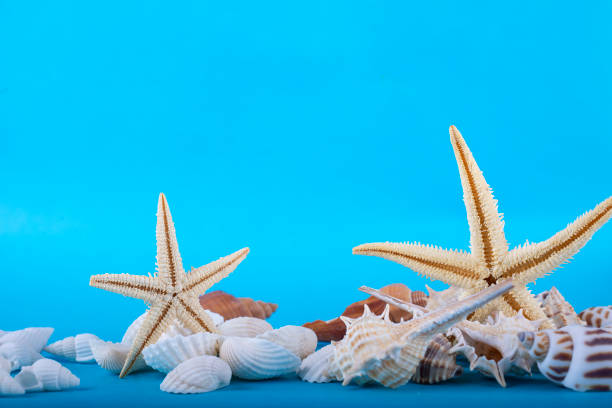 istock Seashells on a blue background, beach photo 1333177959