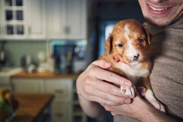 istock Man holding cute puppy in arms at home kitchen