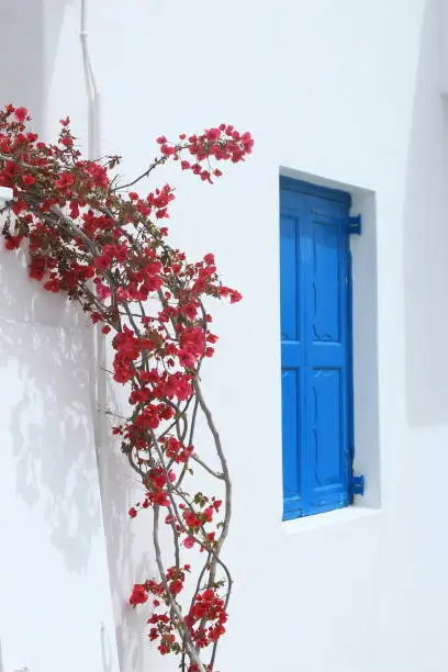 Characteristic Mykonos corner: white wall, blue window and colourful flowers.