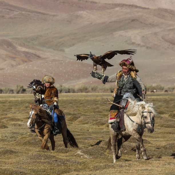 eagle hunters while hunting to the hare holding a golden eagles on his arms. - independent mongolia fotos imagens e fotografias de stock