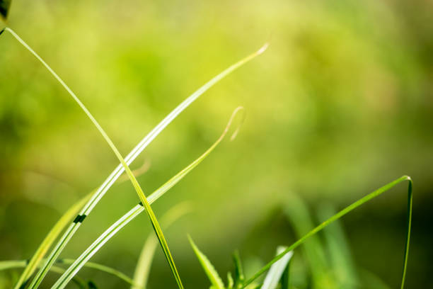 istock green abstract blurred background with stems of grass, horizontal 1333181091