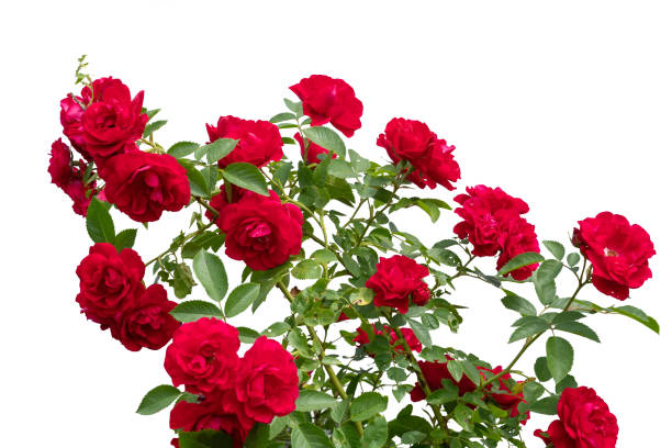 istock Blooming red rose bushes isolated on white 1333181121