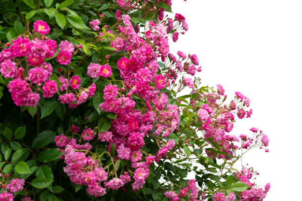 istock Blooming pink rose bushes isolated on white 1333181126