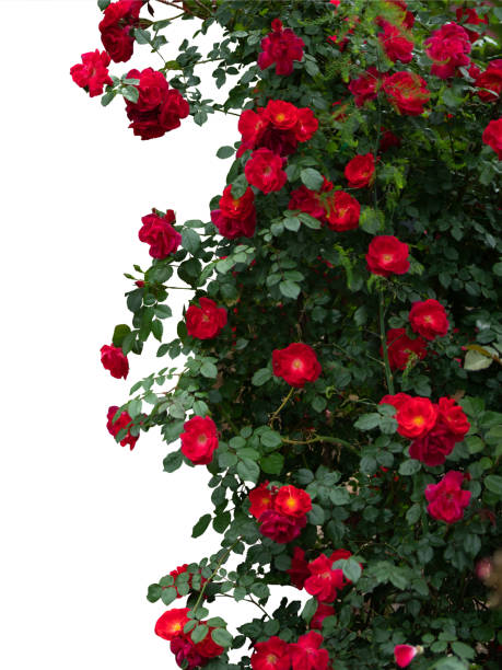 Blooming red rose bushes isolated on white