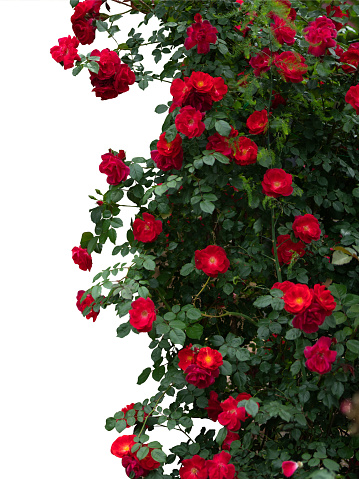 Blooming red rose bushes isolated on white background