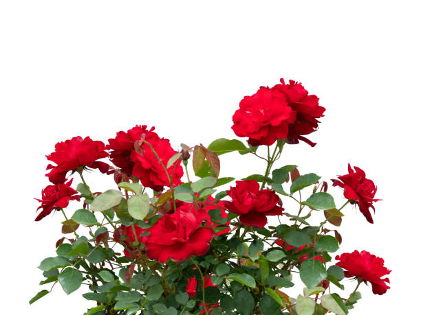 istock Blooming red rose bushes isolated on white 1333181180