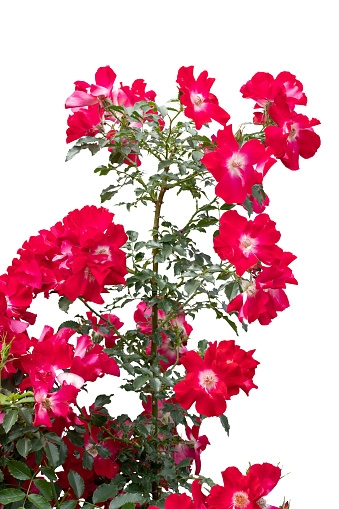 Blooming red rose bushes isolated on white background