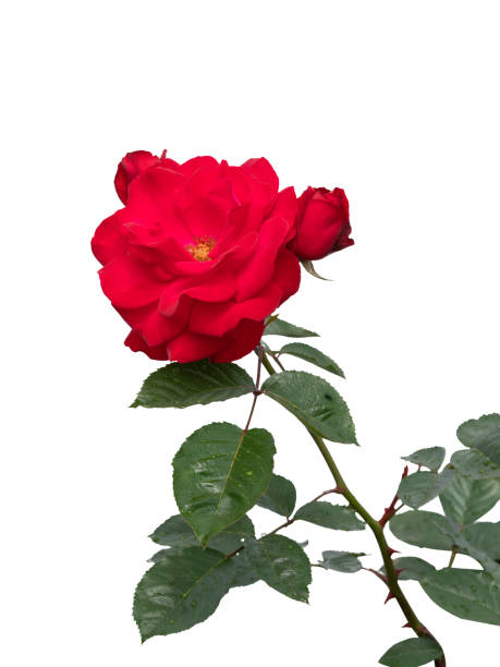 istock Blooming red rose bushes isolated on white 1333181336